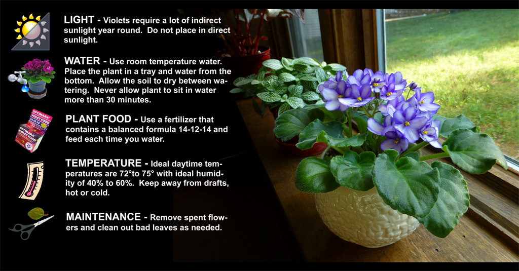 violet care instructions